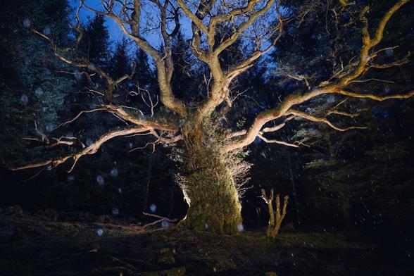 Raindrops falling in front of a large sessile oak tree in mixed dusk and LED lighting - the Skipinnish Tree, Woodland Trust Tree of the Year 2024. Not in any way spooky or scary. Honest.