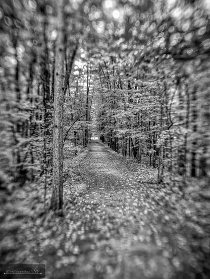 Black and white photo of a forest path in autumn with a sharp center and blurred (bokeh) edges.