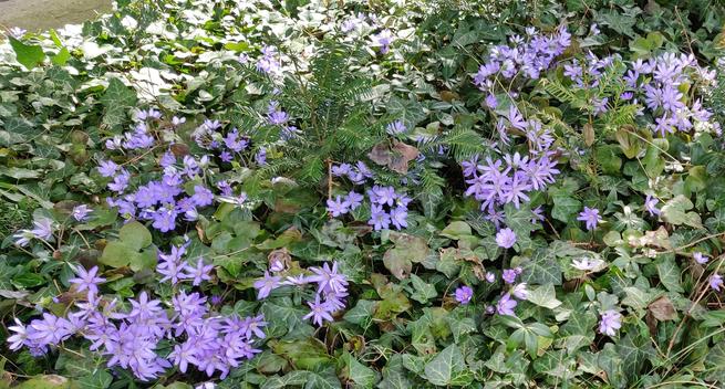 Das Foto zeigt eine pflanzenbedeckte Fläche, es sind viele blassviolette (oder ins violette gehend hellblaue) Blüten des Leberblümchens zu sehen, teils mit runden, teils mit eher spitzen Blütenblättern, jeweils um eine grünlichweiße, mit weißen Tupfen umgebene Blütenmitte. Die Anzahl Blütenblätter pro Blüte sind oft sechs, teilweise aber bis zu neun.
Das Grün darunter und drumherum ist eine Mischung aus Efeu, die dreizipfeligen, hellgrünen Blätter der Leberblümchen und vereinzelt die schmalen dunkelgrünen Blätter des Immergrün. Vereinzelt stehen benadelte Triebe dazwischen. Der hintere Teil leuchtet sonnengeflutet.