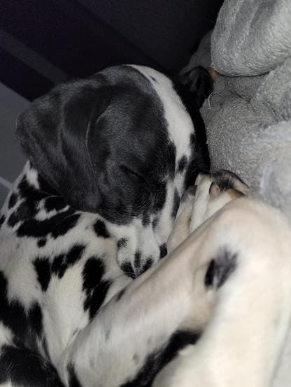 Dalmatiner, Grossaufnahme von Kopf und Schulter samt rechtem Bein. Es ( das Hundchen) liegt auf der Couch und hat die Nase unter dem rechten Bein. Das Bild ist 90° nach links verdreht aufgenommen. Aber wenn man's richtig dreht, wirkt es ( das Bildchen) nicht . ..