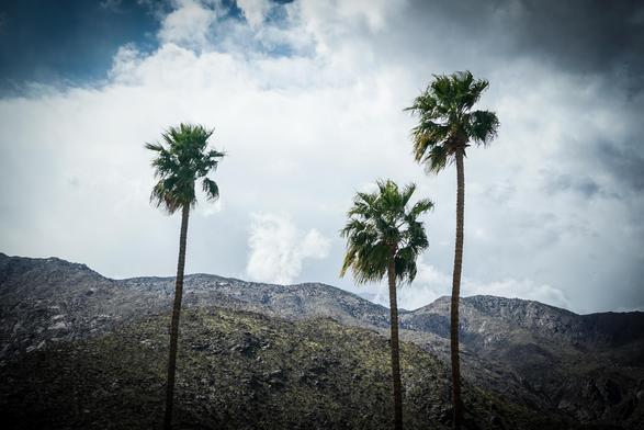 The image features three tall palm trees standing prominently against a backdrop of rugged mountains. The palm trees have slender, straight trunks and lush green fronds at the top, with the fronds appearing slightly tousled, suggesting a gentle breeze. The mountains in the background are rocky and barren, with a mix of dark and light gray tones, indicating a dry, arid environment. The sky above is partly cloudy, with a mix of white and gray clouds, and patches of blue sky visible, creating a dramatic contrast with the earthy tones of the landscape. The overall composition highlights the palm trees as the focal point, with the mountains providing a natural frame.

Provided by @altbot, generated privately and locally using Ovis2-8B
