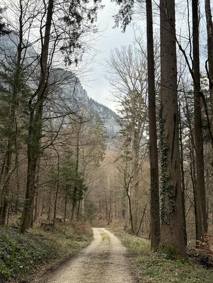 A hiking trail leading through the forest. A nearby mountain is visible in the background.