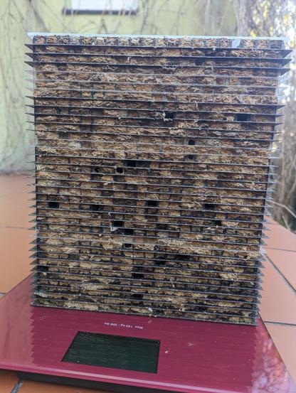 Zdjęcie siedliska murarek, które stoi na wadze. Widok z przodu, widać nieliczne puste otwory, prawie wszystkie są zalepione przez murarki.