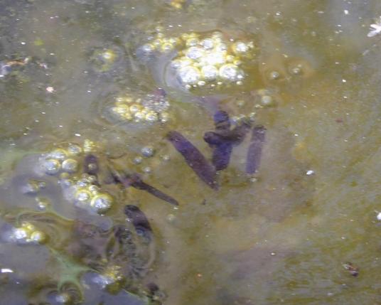 A blurry photo of eight or so Rana temporaria hatchlings resting on top of the frog spawn. They are black, with little differentiation between the body and tail. The water around them looks green-brown due to the spawn below the surface. Bright, silvery-white air bubbles reflect the sky.