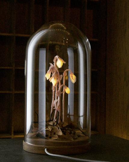 A lamp shaped like a delicate plant is encased in a glass dome with a wooden base. The plant resembles Indian pipe (Monotropa uniflora), with pale, drooping stems and bell-like flowers that emit a soft, warm light. The base is covered with dried paper leaves, enhancing the organic look. A fabric-covered electrical cord extends from the base. The background is dimly lit, with wooden shelving adding to the warm, moody atmosphere.