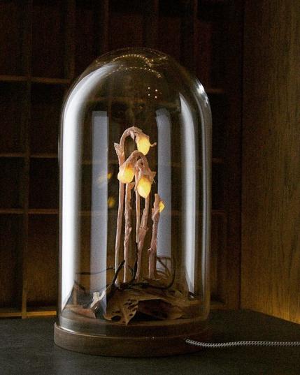 A lamp shaped like a delicate plant is encased in a glass dome with a wooden base. The plant resembles Indian pipe (Monotropa uniflora), with pale, drooping stems and bell-like flowers that emit a soft, warm light. The base is covered with dried paper leaves, enhancing the organic look. A fabric-covered electrical cord extends from the base. The background is dimly lit, with wooden shelving adding to the warm, moody atmosphere. The lamp is turned slightly to the right.