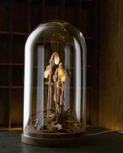 A lamp shaped like a delicate plant is encased in a glass dome with a wooden base. The plant resembles Indian pipe (Monotropa uniflora), with pale, drooping stems and bell-like flowers that emit a soft, warm light. The base is covered with dried paper leaves, enhancing the organic look. A fabric-covered electrical cord extends from the base. The background is dimly lit, with wooden shelving adding to the warm, moody atmosphere. The lamp is turned slightly more to the right.