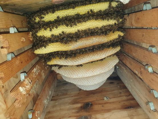 7 NaturWaben in einer Holzkiste mit 7 Rahmen. In den Wabengassen sitzen Bienen.