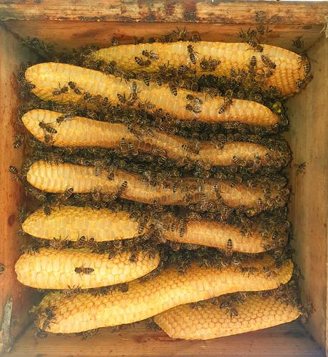 7 Bienenwaben natürlich gebaut in einer quadratischen Kiste.