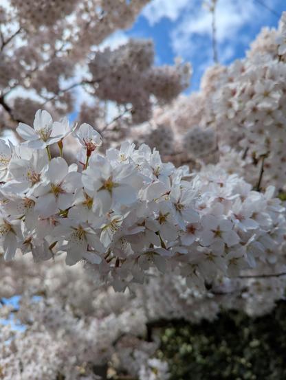 Fluffy light pink cherry blossom 🌸