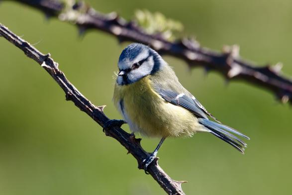 Bluetit on Bramble