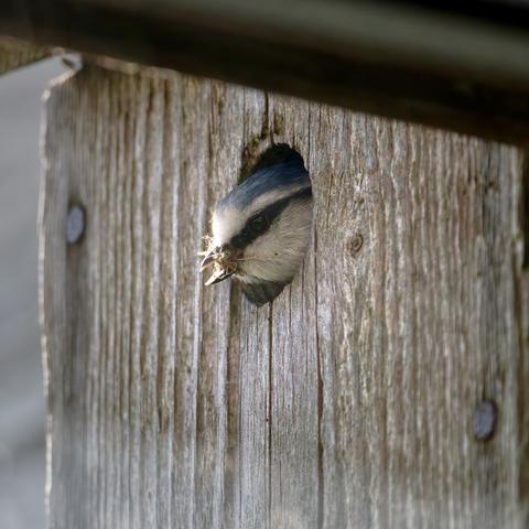 Bluetit removing old nest material from nestbox