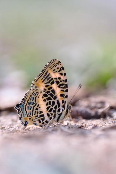 Taken with the Lumix S1RII and Lumix 100mm macro F2.8