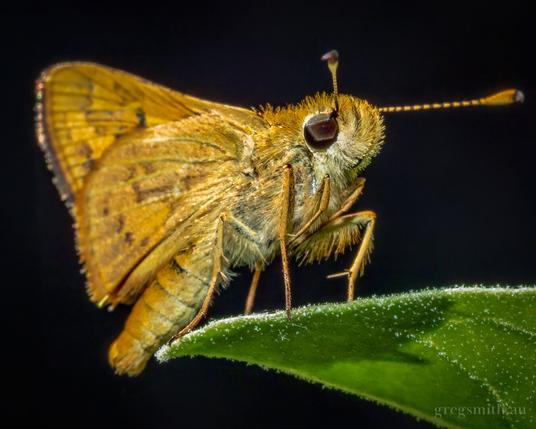 Close up shot of a greenish grass-dart, Ocybadistes walkeri, on a leaf.