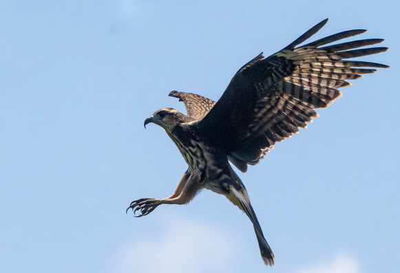 A large brown hawk like bird with a long curved billl and long thin talons