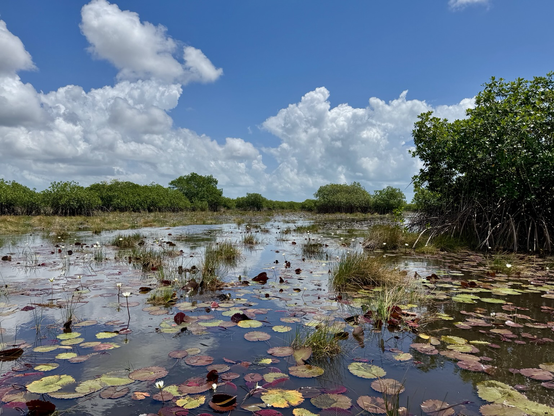 Lots of lilies on a lagoon