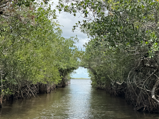 Pass through the mangroves