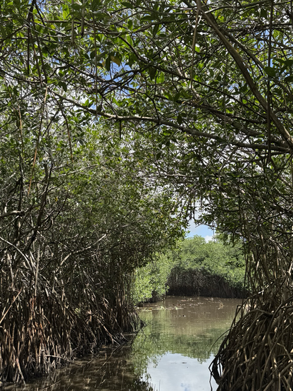 More mangroves along a channel with mangrove canopy