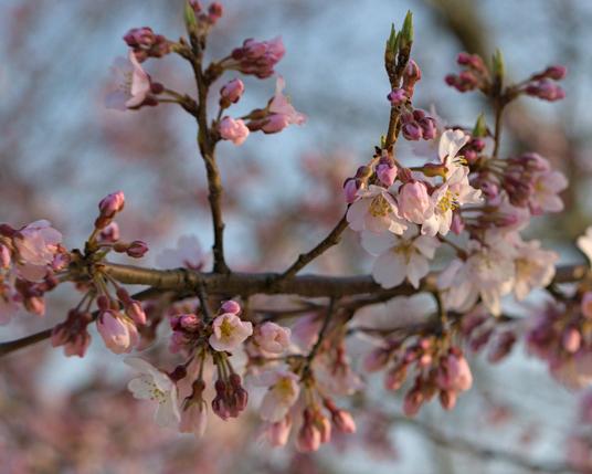 A cherry blossom branch in the foreground of more blossoms in back