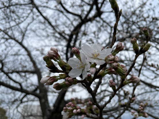 桜咲き始め