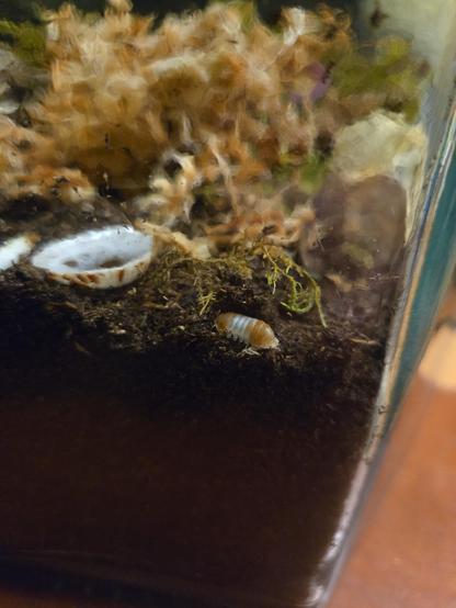 Picture of an isopod in a terrarium. It is orange with a white stripe down the middle.