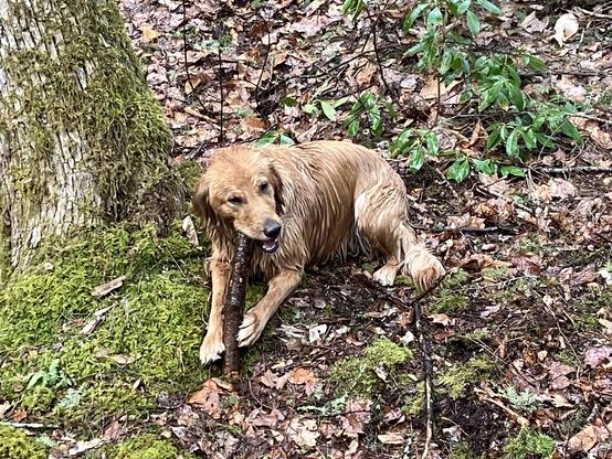 Here’s Stella, our golden-lab who is very much enjoying chewing the stick a bit before returning it to me for throwing back into  the stream. She’s sitting down on green moss next to a large tree in the forest next to the stream. Her coat is soaked and she’s hiding one end of the stick between two passes and chewing the other end. She is very happy!