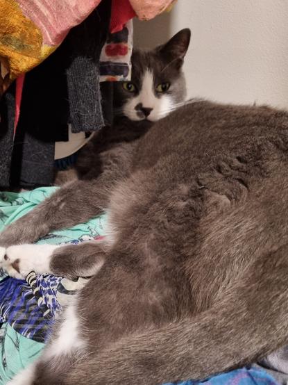A sleepy blue and white cat snuggled up in amongst colourful scarves on a shelf.