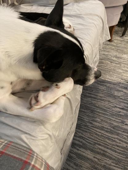 Rufus the black and white Cattle Dog mix is laying on the couch next to me with his feet piled up and folded neatly.
