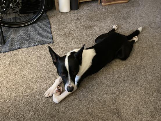 Rufus the black and white Cattle Dog mix is laying on the floor with his back end splooted out and one of his front feet folded back on itself.
