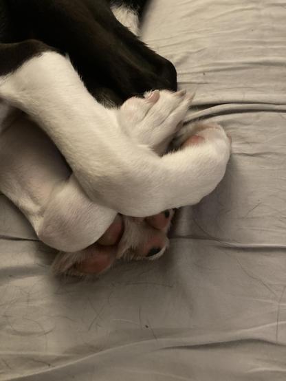 Rufus the black and white Cattle Dog mix is laying on the couch next to me with his feet piled up and folded neatly.