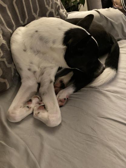 Rufus the black and white Cattle Dog mix is laying on the couch next to me with his feet piled up and folded neatly.