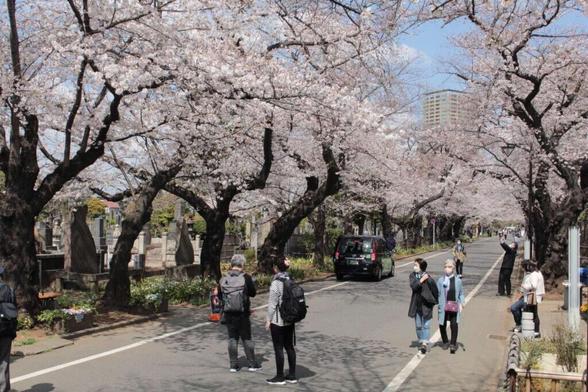 saku-2733_yanaka-sakura-corridor--img_3207_eos