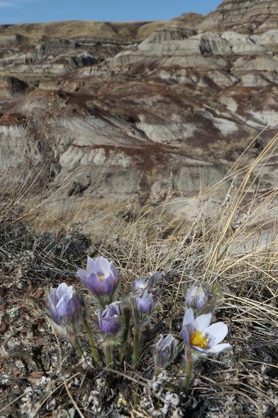 Prairie crocuses in bloom with Alberta's badlands in the background.