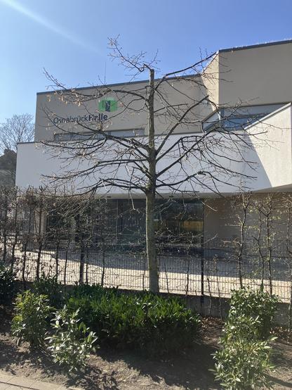 Am Rand des Schlossgartens Baumkappung, Stadthalle