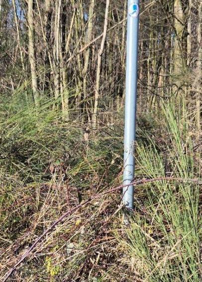 Das Bild zeigt einen grauen Metallpfosten, der in einem Waldgebiet aus dünnen Bäumen und niedrigem, trockenem Gestrüpp steht. Auf dem Pfosten ist ein runder Aufkleber befestigt. Der Aufkleber zeigt ein stilisiertes Flaggenmotiv mit warming stripes und die umlaufende Aufschrift „Nazis leugnen die Gefahr Klimawandel Antifa“. Der Hintergrund ist ein Wald mit vielen dünnen, hellen Baumstämmen. Der Vordergrund ist von trockenem Gras und niedrigen Pflanzen bedeckt. Vor dem Pfosten ranken sich Brombeeren.