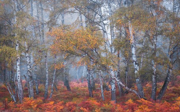 Ein Ausschnitt aus einem wild wirkenden Birkenwald. Fotografiert an einem nebligen Herbstmorgen. Die Birken und der Farn im Unterwuchs des Waldes sind herbstlich verfärbt.