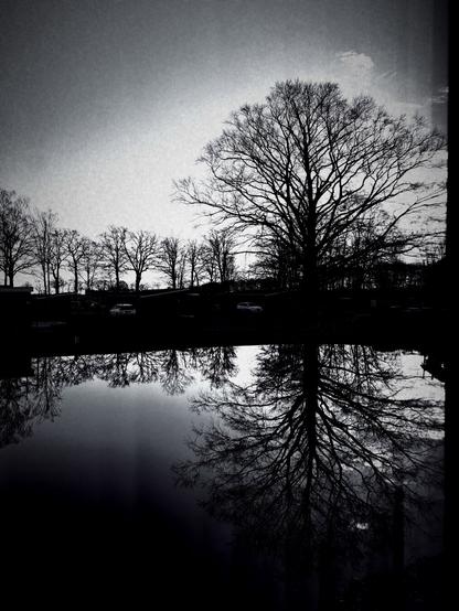 A big tree reflected in water, surrounded by smaller trees.