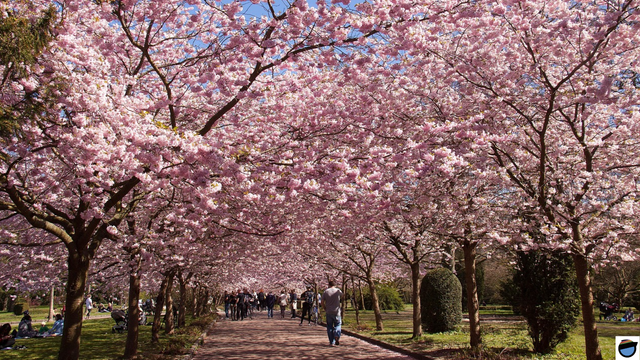 Des personnes se promènent sur un chemin bordé de nombreux  cerisiers en fleur.
À gauche, des familles sont installées sur l’herbe et pique-niquent à l’ombre des sakuras.