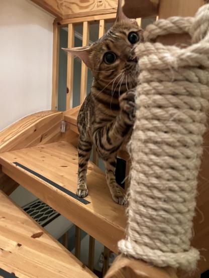 A Bengal cat looking straight at you
