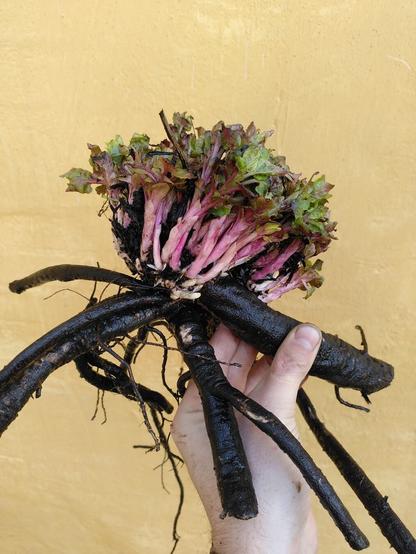 Plant with people no and green shoots and large black roots uprooted and washed. You can see the tiny shoot buds at the base