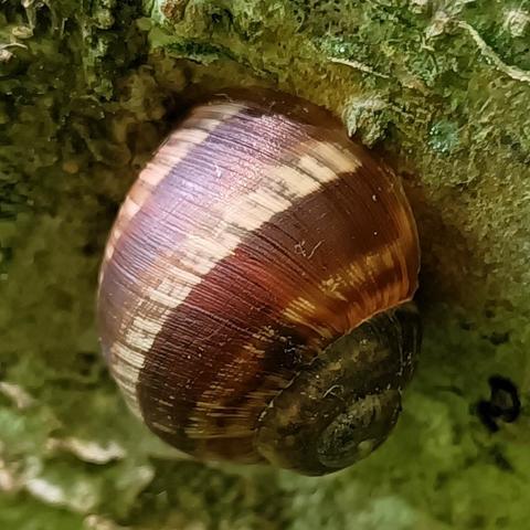 nahaufnahme, quadratischer ausschnitt. unter der unterseite eines dicken astes, dessen rinde grünlich mit flechten bewachsen ist klebt ein schneckenhaus, spiralspitze nach unten rechts, breiteste stelle der windung uns zugewandt, mündung am ast anliegend. es ist größtenteils kastanienbraun, trägt nur 2 und einen halben, wenig ausgeprägten hellen beigen streifen entlang der windung. die sind ungewöhnlich klar und gerade abgegrenzt, kaum von den feinen wachstums-querrillen ausgefranst bzw zu flecken zerlegt wie sonst bei gefleckten schnirkelschnecken üblich.