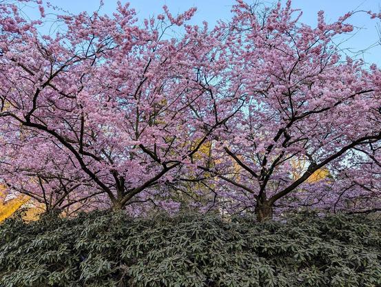 Bäume mit Kirschblüte, davor Rhododendrensträucher (noch ohne Blüte)