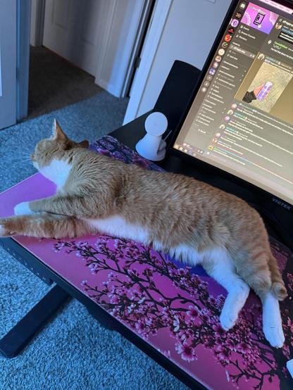The image shows a ginger and white cat lying on a desk. The cat is stretched out, with its head turned away from the camera, appearing to be in a relaxed or sleeping position. The desk has a pink mouse pad with a floral design, featuring branches and pink flowers. A computer monitor is visible in the background, displaying a chat interface with various messages and a video thumbnail. A white spherical object, possibly a speaker or a wireless charging pad, is placed on the desk near the monitor. The room has a carpeted floor, and a partially open door is visible in the background.