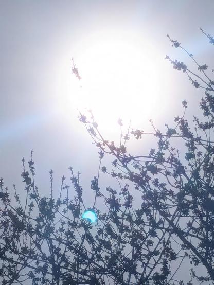 Image of a bright sun through cherry tree branches. There is a small blue lens flare that shows the shape of the partial solar eclipse.