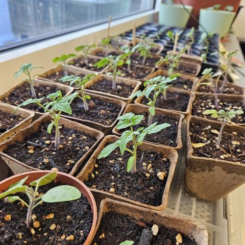 Tomatenjungflanzen auf der Fensterbank