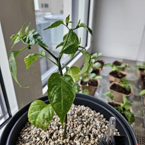 Chilipflanze im Topf auf der Fensterbank.