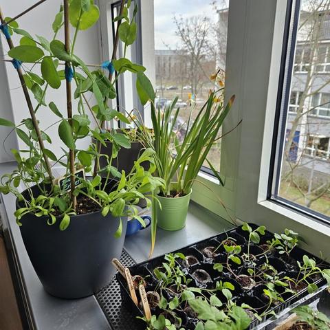 Jungflanzen auf der Fensterbank.