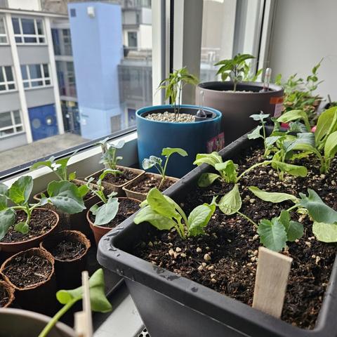Jungflanzen auf der Fensterbank