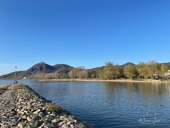 Das Foto zeigt auf der linken Seite die Nordspitze der Insel Grafenwereth in Bad Honnef, die in den Rhein hinein ragt. Über den nördlichen Teil des sogenannten 'toten Arms' , der die Insel vom Festland trennt, sieht man das Siebengebirge mit dem Drachenfels. Am Festland-Ufer sieht man viele alte Pappeln und Weiden stehen. Der Himmel ist wolkenlos und strahlend blau.