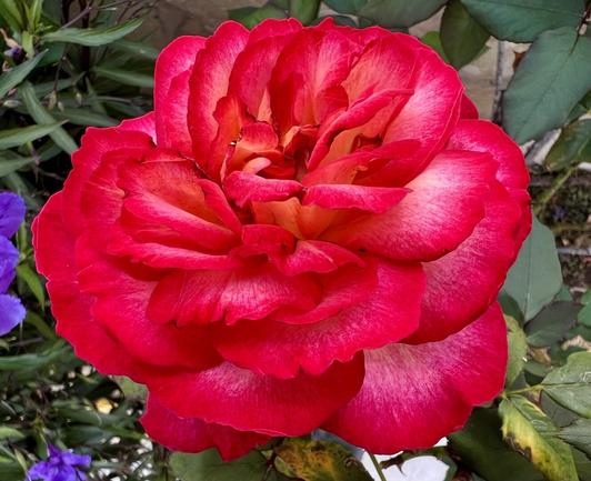 Gran Canaria, Playa del Inglés. All of a sudden, an explosion of intense red colours and fragrances from multiple red roses take over the terrace to the point of being delightfully intoxicating. I just can't get enough of it. Welcome, dear spring, you were thoroughly missed! 🌹😍